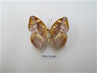 藏品(瑙蛺蝶)的圖片